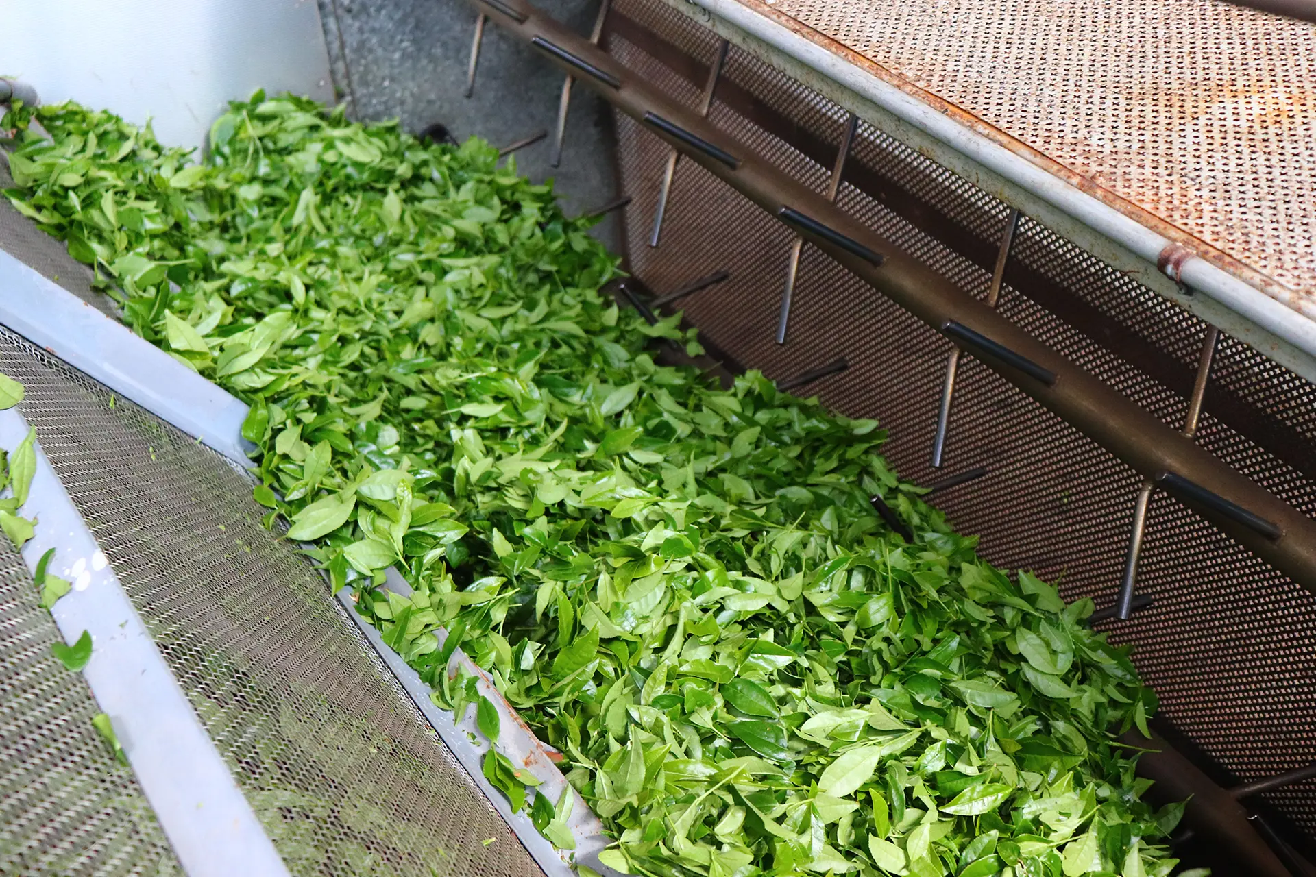 茶づくりのこだわり